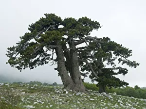Bosnian pine (Pinus leucodermis) trees, Pollino National Park, Basilicata, Italy Bosnian pine (Pinus leucodermis) trees, Pollino National Park, Basilicata, Italy