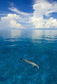 Bottlenose dolphin (Tursiops truncatus) in shallow water over a sand bank. Sandy Ridge Bottlenose dolphin (Tursiops truncatus) in shallow water over a sand bank. Sandy Ridge