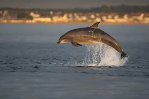 Bottlenose dolphin (Tursiops truncatus) breaching in evening light, Moray Firth Bottlenose dolphin (Tursiops truncatus) breaching in evening light, Moray Firth