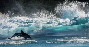 Bottlenose Dolphin (Tursiops truncatus) mother and calf porpoising during annual Sardine Bottlenose Dolphin (Tursiops truncatus) mother and calf porpoising during annual Sardine