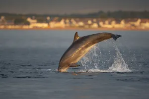 Bottlenose dolphin (Tursiops truncatus) breaching in evening light, Moray Firth Bottlenose dolphin (Tursiops truncatus) breaching in evening light, Moray Firth