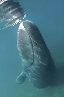 Bowhead Whale (Balaena mysticetus) rubbing off flaking skin on the ocean bottom Bowhead Whale (Balaena mysticetus) rubbing off flaking skin on the ocean bottom