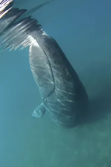 Bowhead Whale (Balaena mysticetus) rubbing off flaking skin on the ocean bottom Bowhead Whale (Balaena mysticetus) rubbing off flaking skin on the ocean bottom