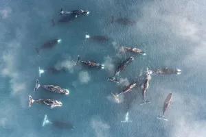 Bowhead whale (Balaena mysticetus), group socialising in shallow water, aerial view Bowhead whale (Balaena mysticetus), group socialising in shallow water, aerial view