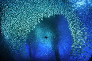 Brandt's cormorant (Phalacrocorax penicillatus) bursts through a school of Pacific Brandt's cormorant (Phalacrocorax penicillatus) bursts through a school of Pacific