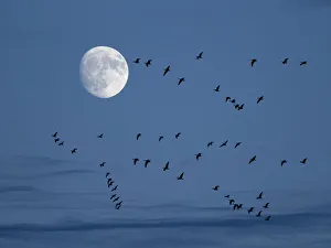 Brent geese (Branta bernicla) flying with moon, Titchwell, Norfolk, UK, December Brent geese (Branta bernicla) flying with moon, Titchwell, Norfolk, UK, December