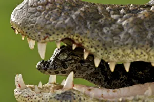 Broad snouted caiman (Caiman latirostris) baby in mothers mouth being carried from the Broad snouted caiman (Caiman latirostris) baby in mothers mouth being carried from the