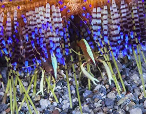 Brooks urchin shrimp (Allopontonia brooki), commensal among the venomous spines of Brooks urchin shrimp (Allopontonia brooki), commensal among the venomous spines of