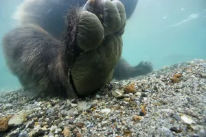 Brown bear (Ursus arctos) paw seem from under water, Ozernaya River, Kuril Lake Brown bear (Ursus arctos) paw seem from under water, Ozernaya River, Kuril Lake