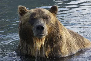 Brown bear (Ursus arctos) portrait, whilst fishing for sockeye salmon in the Ozernaya Brown bear (Ursus arctos) portrait, whilst fishing for sockeye salmon in the Ozernaya