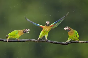 Three Brown-hooded Parrots (Pyrilia haematotis) one taking off from branch, in the Three Brown-hooded Parrots (Pyrilia haematotis) one taking off from branch, in the