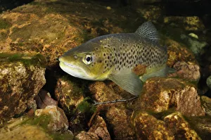 Brown trout (Salmo trutta), Ennerdale Valley, Lake District NP, Cumbria, England Brown trout (Salmo trutta), Ennerdale Valley, Lake District NP, Cumbria, England