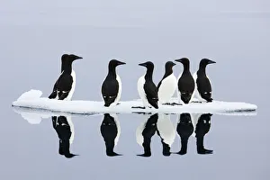 Brunnich's guillemots (Uria lomvia) on ice, Spitsbergen, Svalbard, June 2009 WWE BOOK Brunnich's guillemots (Uria lomvia) on ice, Spitsbergen, Svalbard, June 2009 WWE BOOK
