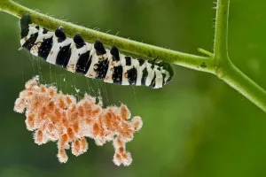 Brush footed butterfly (Lycorea sp.) caterpillar with parasitic wasp cocoons on silk Brush footed butterfly (Lycorea sp.) caterpillar with parasitic wasp cocoons on silk