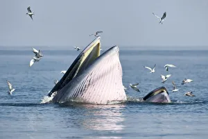 Brydeas whale (Balaenoptera edeni edeni) adult female feeding at surface on anchovies Brydeas whale (Balaenoptera edeni edeni) adult female feeding at surface on anchovies