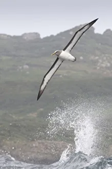 Buller's albatross (Thalassarche bulleri) flying over sea, Chatham Islands, off Buller's albatross (Thalassarche bulleri) flying over sea, Chatham Islands, off