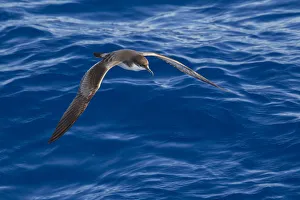 Buller's shearwater (Puffinus bulleri) in flight low over the water, showing upperwing Buller's shearwater (Puffinus bulleri) in flight low over the water, showing upperwing