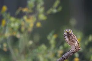 Burrowing owl (Athene cunicularia) perched on branch, Tambopata, Madre de Dios, Peru Burrowing owl (Athene cunicularia) perched on branch, Tambopata, Madre de Dios, Peru