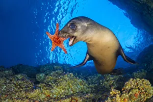 California sea lion (Zalophus californianus) uses a Panamic cushion star (Pentaceraster California sea lion (Zalophus californianus) uses a Panamic cushion star (Pentaceraster