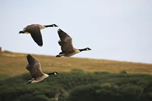 Canada geese (Branta canadensis) in flight at Abbotsbury Swannery, Abbotsbury, Dorset Canada geese (Branta canadensis) in flight at Abbotsbury Swannery, Abbotsbury, Dorset
