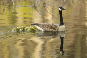 Canada goose (Branta canadensis) with goslings, a few days old. Massachusetts, USA Canada goose (Branta canadensis) with goslings, a few days old. Massachusetts, USA