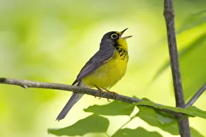 Canada Warbler (Cardellina canadensis) male in breeding plumage, singing in spring Canada Warbler (Cardellina canadensis) male in breeding plumage, singing in spring