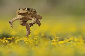 Cane Toad / Marine Toad / Giant Toad (Bufo marinus) adult jumping in Dogweed (Dyssodia Cane Toad / Marine Toad / Giant Toad (Bufo marinus) adult jumping in Dogweed (Dyssodia