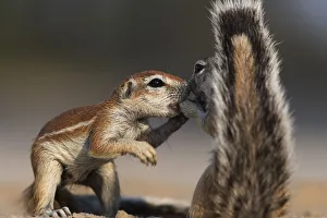 Two Cape Ground squirrels (Xerus inauris) greeting, Kgalagadi Transfrontier Park Two Cape Ground squirrels (Xerus inauris) greeting, Kgalagadi Transfrontier Park