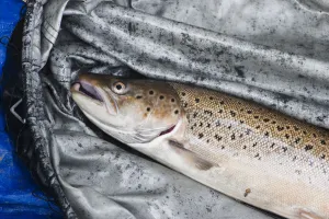 Captured Atlantic salmon (Salmo salar) awaiting tagging by Tweed Foundation staff Captured Atlantic salmon (Salmo salar) awaiting tagging by Tweed Foundation staff