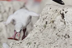 Caribbean Flamingo (Phoenicopterus ruber) chick age 5 days, walking around nest Caribbean Flamingo (Phoenicopterus ruber) chick age 5 days, walking around nest