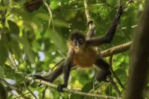 Central American spider monkey (Ateles geoffroyi) juvenile, Corcovado National Park Central American spider monkey (Ateles geoffroyi) juvenile, Corcovado National Park