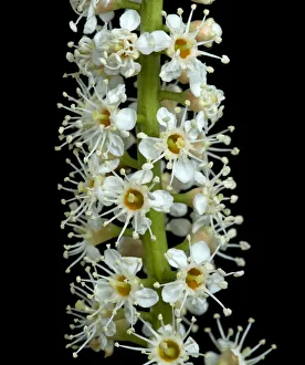 Cherry laurel (Prunus laurocerasus) flowers. England, UK. April. Controlled conditions Cherry laurel (Prunus laurocerasus) flowers. England, UK. April. Controlled conditions
