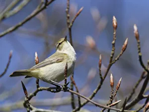 Chiffchaff (Phylloscopus collybita) singing while perched in a Beech tree Chiffchaff (Phylloscopus collybita) singing while perched in a Beech tree