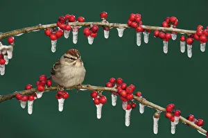 Chipping Sparrow (Spizella passerina) adult on ice covered Possum Haw Holly (Ilex decidua Chipping Sparrow (Spizella passerina) adult on ice covered Possum Haw Holly (Ilex decidua