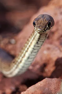 Clarion Island Whip Snake (Masticophis anthonyi), IUCN Critically Endangered, Clarion Island Clarion Island Whip Snake (Masticophis anthonyi), IUCN Critically Endangered, Clarion Island