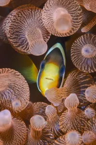 Clarks anemonefish (Amphiprion clarkii) portrait in its host Bubble-tip anemone Clarks anemonefish (Amphiprion clarkii) portrait in its host Bubble-tip anemone