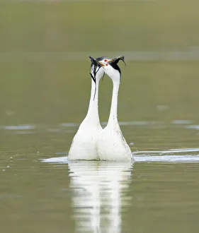 Clark's grebes (Aechmophorus clarkii) courting pair performing the 'Weed Ceremony' Clark's grebes (Aechmophorus clarkii) courting pair performing the 'Weed Ceremony'