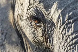 Close up of an African elephant (Loxodonta africana) eye showing long eyelashes Close up of an African elephant (Loxodonta africana) eye showing long eyelashes