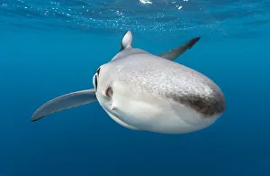 A close up of a blue shark (Prionace glauca) as it investigates the camera beneath A close up of a blue shark (Prionace glauca) as it investigates the camera beneath