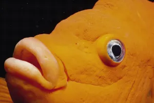 Close up of Garibaldi fish face {Hypsypops rubicunda}, Channel Islands, California, USA Close up of Garibaldi fish face {Hypsypops rubicunda}, Channel Islands, California, USA