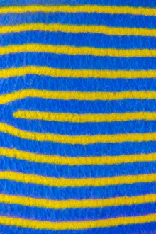 Close up of pattern of adult Emperor angelfish (Pomacanthus imperator) Tulamben, Bali Close up of pattern of adult Emperor angelfish (Pomacanthus imperator) Tulamben, Bali