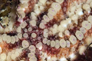 Close up of Spiny starfish (Marthasterias glacialis) Moere coastline, Norway, February Close up of Spiny starfish (Marthasterias glacialis) Moere coastline, Norway, February