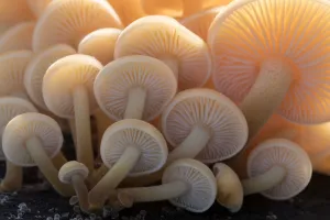 Close-up of the gills of a group of small mushrooms (unidentified) north Cornwall, UK Close-up of the gills of a group of small mushrooms (unidentified) north Cornwall, UK