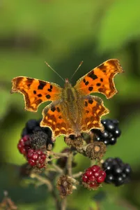Comma butterfly (Polygonia C-album) feeding on ripe blackberries, Dorset, UK, August Comma butterfly (Polygonia C-album) feeding on ripe blackberries, Dorset, UK, August
