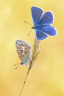 Common blue butterflies (Polyommatus icarus) basking in the morning light, Vealand Farm Common blue butterflies (Polyommatus icarus) basking in the morning light, Vealand Farm