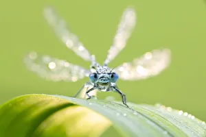 Common blue damselfly (Enallagma cyathigerum) portrait, early morning light, Broxwater Common blue damselfly (Enallagma cyathigerum) portrait, early morning light, Broxwater