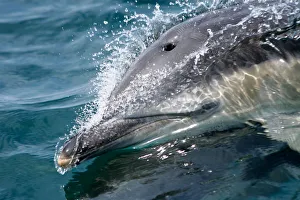 Common dolphin (Delphinus delphis) close up of dolphin surfing at speed, Hebrides Common dolphin (Delphinus delphis) close up of dolphin surfing at speed, Hebrides