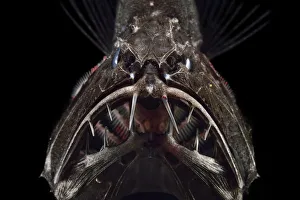 Common fangtooth (Anoplogaster cornuta) deep sea species from Atlantic Ocean close to Common fangtooth (Anoplogaster cornuta) deep sea species from Atlantic Ocean close to
