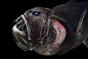 Common fangtooth (Anoplogaster cornuta) deep sea species from Atlantic Ocean close to Common fangtooth (Anoplogaster cornuta) deep sea species from Atlantic Ocean close to