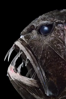 Common fangtooth (Anoplogaster cornuta) portrait, deep sea species from Atlantic Common fangtooth (Anoplogaster cornuta) portrait, deep sea species from Atlantic